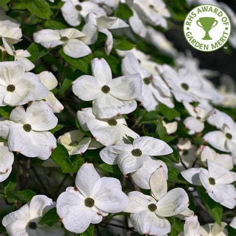Seamless dogwood flower pattern background. Cornus Eddie's White Wonder | White Flowering Dogwood Tree