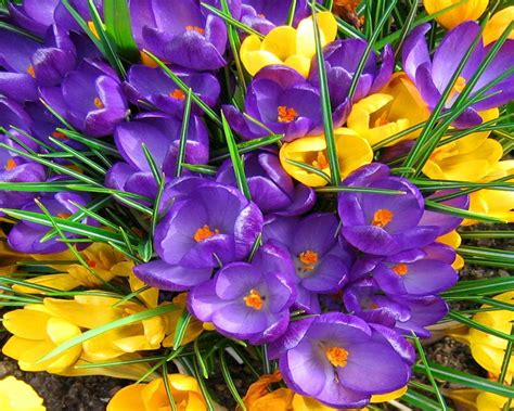 Maybe you would like to learn more about one of these? Crocus Spring Flowers Yellow And Purple Color Hd ...
