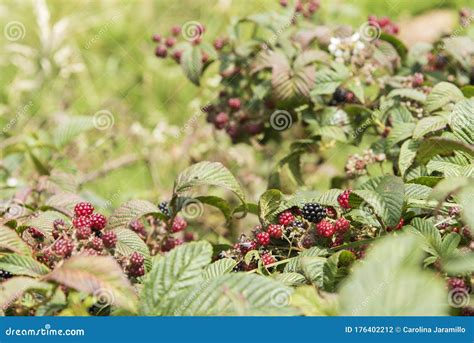 Blackberry Bramble With Ripening And Ripe Berries Stock Photo Image