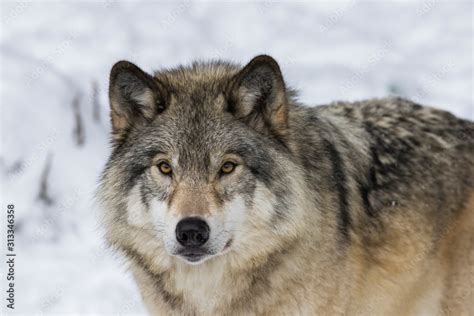 Fotka „wolf Portrait Northwestern Wolf Canis Lupus Occidentalis