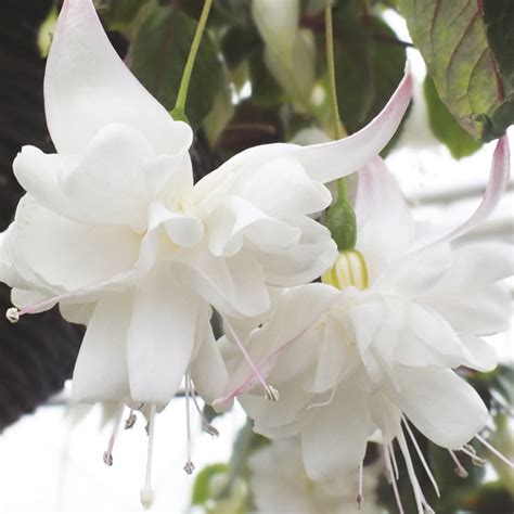 Trailing Fuchsia White King Hanging Basket Flower Plants From Dt Brown
