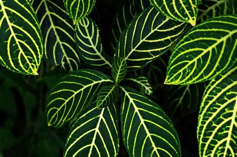 Premium Photo A Plant With Green And Yellow Leaves And The Leaves Are