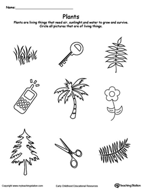 kindergarten plants  animals printable worksheets