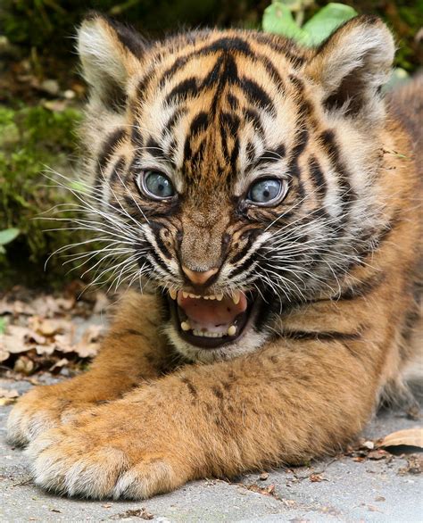 24 Photos Of Cute And Playful Tiger Cubs Thought Catalog