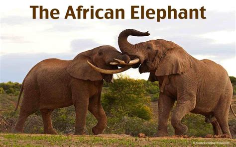 African Elephant South Africa African Elephant African Safari