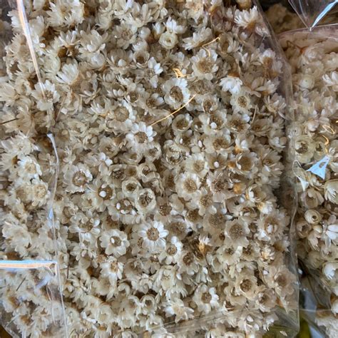 With a slew of online flower delivery services, it's important to make sure you find one that is not only reliable, but. Dried White Starflower | Florabundance Wholesale Flowers