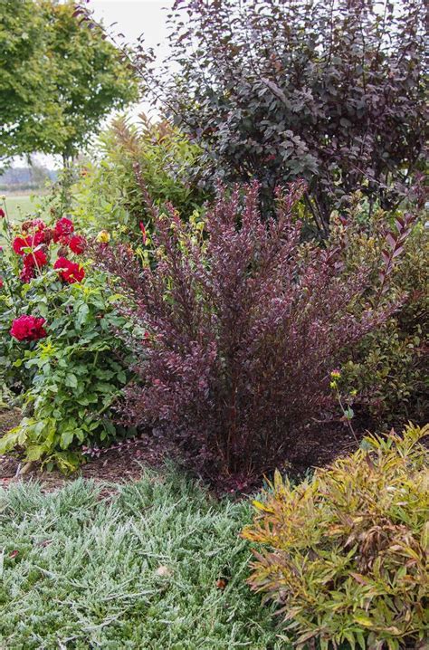 This shrub will require occasional maintenance and upkeep, and can be pruned at anytime. Photo of the seedling or young plant of Ninebark ...