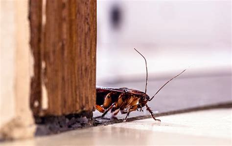 Blog The Ultimate Guide To Effective Cockroach Control For Leesville Homes