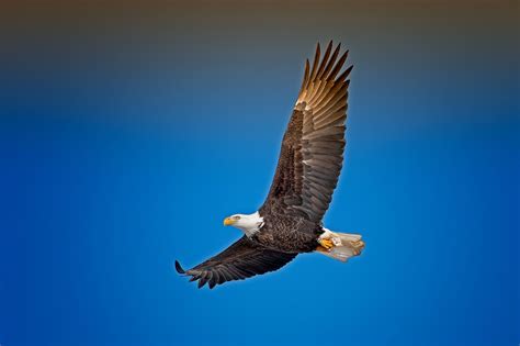 Bald Eagle Sky Wallpaperhd Birds Wallpapers4k Wallpapersimages