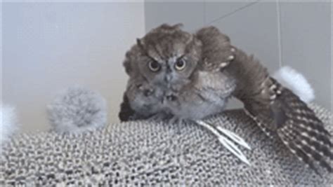 Hedwig taking a little sink bath. Adorable Baby Owl Takes a Bath (8 gifs) - Izismile.com