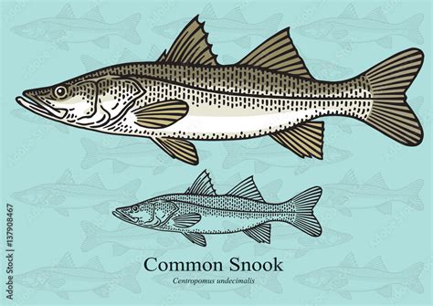 Common Snook Vector Illustration For Artwork In Small Sizes Suitable