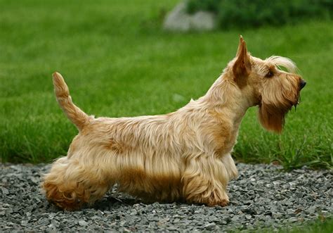 Todo Sobre El Terrier EscocÉs Precios Cachorros