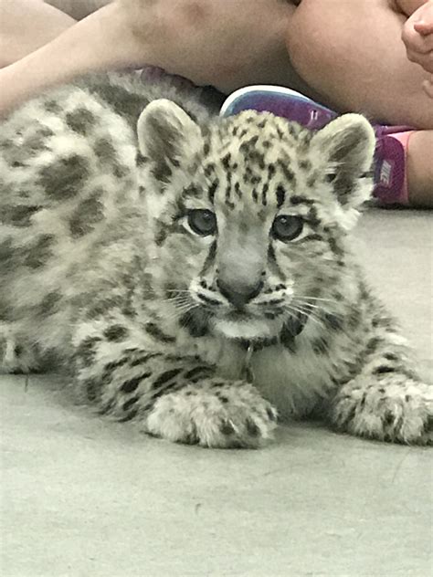 Baby Snow Leopard Baby Snow Leopard Baby In Snow Snow Leopard