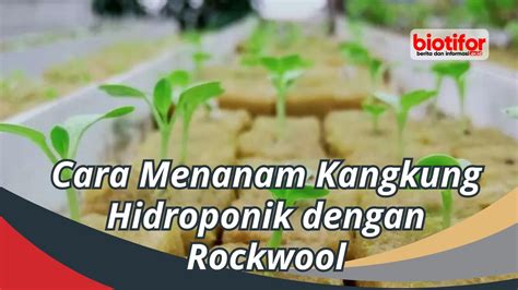 Cara Menanam Kangkung Hidroponik Dengan Rockwool Biotifor
