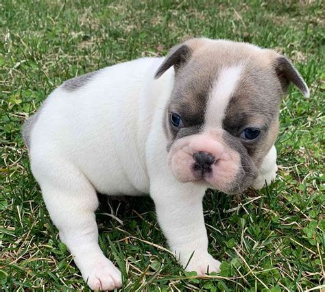 Live the amazing life of a dog owner and opt for one of our french bulldog puppies for sale. french bulldog puppies for sale