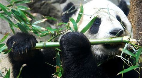 Will The Next Great Bamboo Die Off Spell The End For Giant Pandas