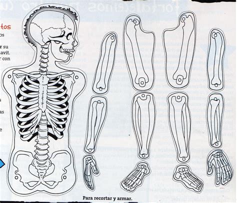 El Sistema Óseo Imágenes Del Sistema óseo