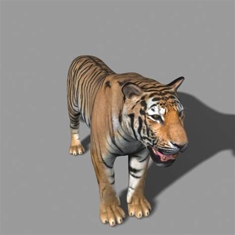 The Ultimate Cgi Tiger No Fur 3d Model 3d Model Animated Rigged