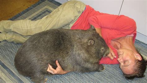 My Wild Time Living In A House Full Of Wombats