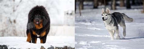Tibetan Mastiff Husky Us Pets Love