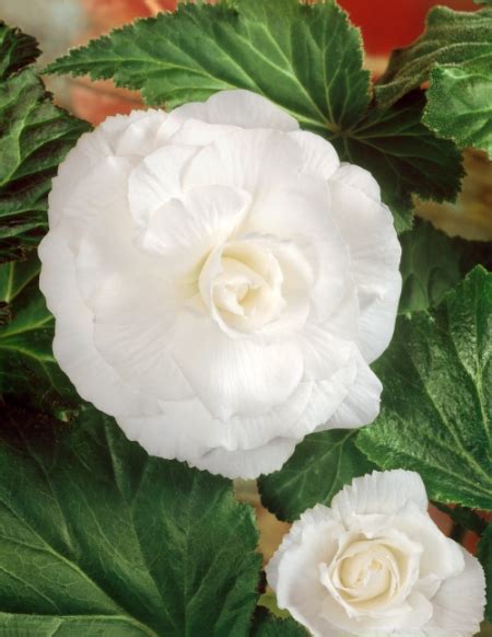 Buy Begonias Pack Of 15 Begonia Corms Award Winning Harts Nursery