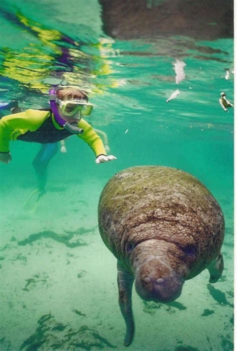 Crystal River Manatee Snorkeling And Everglades Airboat Tour Tour Look