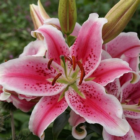 Buy Oriental Lily Stargazer Bulb Lilium Star Gazer Delivery By