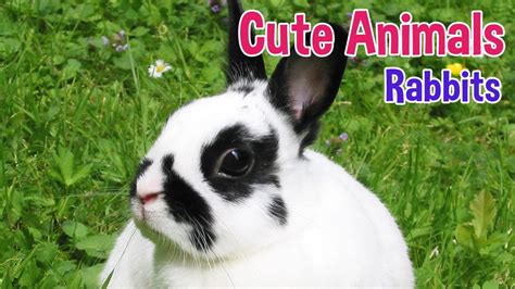 Rabbits, like cats, are crepuscular, so schedule a regualar mealtime to entice your cat indoors when the light starts to fall, and perhaps restr. RABBITS - Animals For Kids - Rabbit photos with classical ...