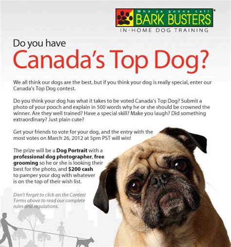 Canadas Top Dog Bark Busters Canada Dog Obedience Training Dog