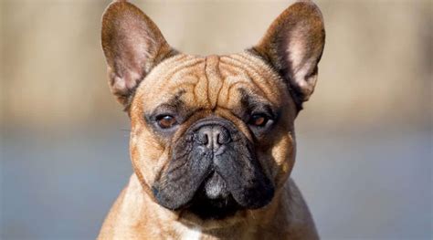 How often should you feed a french bulldog? Best Dog Foods For French Bulldogs: Puppies, Adults & Seniors