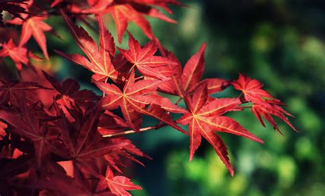 Photo Of Red Leafed Tree · Free Stock Photo