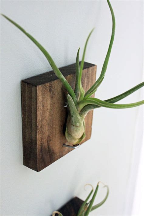 Mounted Air Plants Plant Wall Decor Plant Display Ideas Airplant Wall