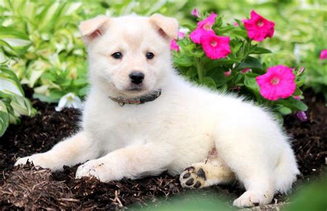 Get a boxer, husky, german shepherd, pug. Vanessa | Samoyed Mix Puppy For Sale | Keystone Puppies