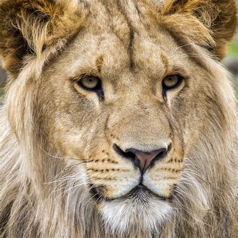Het park bestaat niet alleen uit safari, maar beschikt ook een. Safaripark De Beekse Bergen - South West Tours