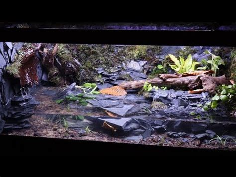 Amazing Salamander Paludarium Youtube