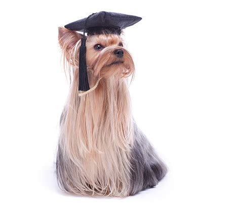 Dog Mortar Board Graduation Education Stock Photos Pictures And Royalty