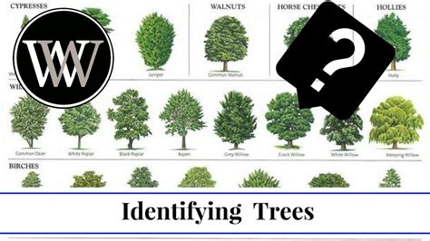 Best Wood Identification App What Tree Is That Tree Identification