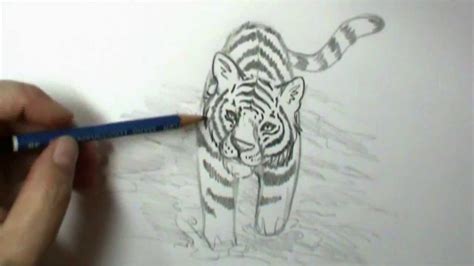 How To Draw A Realistic Baby Tiger Step By Step
