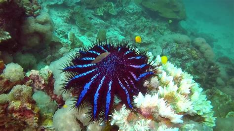 Crown Of Thorns Starfish A Poisonous Animal Eats Royalty Free Video