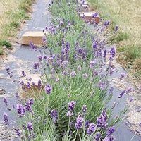 Hand arranged · 100% fresh · same day delivery · best prices Nettle Creek Lavender Farm - Great Lakes Lavender Growers