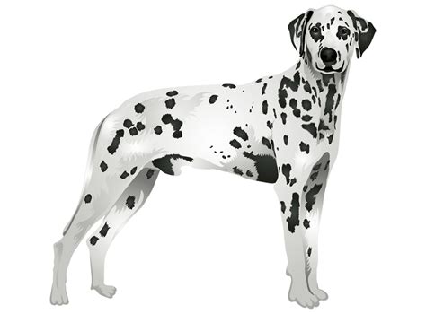 Dalmatian Png Transparent Image Download Size 1538x1137px