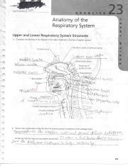 Anatomy Of The Respiratory System Review Sheet Exerci Vrogue Co
