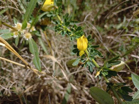 Flora Of Zambia Species Information Individual Images Crotalaria