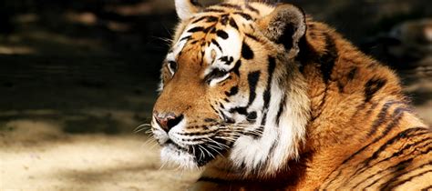 Facebook oficial del club tigres tigres.com.mx. Tigre de Sibérie | Parc et réserve zoologique à Plaisance ...