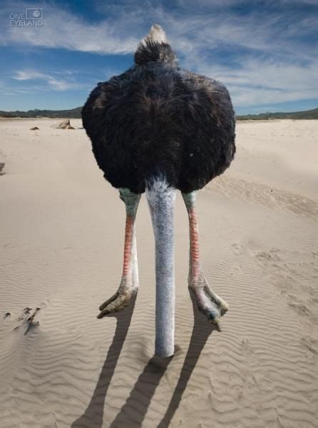 Official Selection Colin Thomas Head In The Sand Ostriches Pet Birds