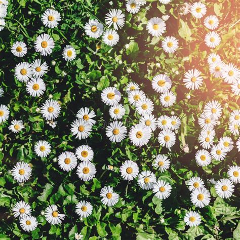 Chamomile Field Flowers Or Daisies Flowers Blooming In Sunlight