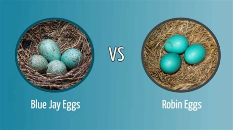 Blue Jay Eggs Vs Robin Eggs How To Tell The Difference Optics Mag