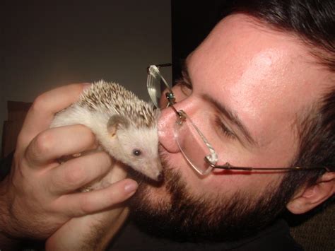 But with like any other pets, you need to be what do wild hedgehogs eat? Pet Hedgehog Food - Can Hedgehogs Eat Cat Food? - Frank ...