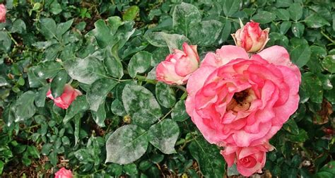 8 Common Rose Problems‚Äîand How To Fix Them