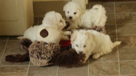 Whatever term you like to use to describe puppies, they are truly incredible animals that are much more than just pets. Bichon Frise Puppies For Sale - YouTube
